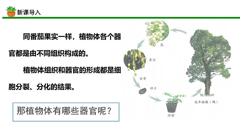 初中  生物  人教版（2024）  七年级上册  第一单元 生物和细胞  第三章第三节 植物体的结构层次 课件04