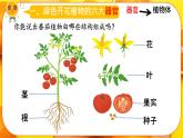 初中  生物  人教版（2024）  七年级上册  第一单元 生物和细胞  第三章第三节 植物体的结构层次 课件