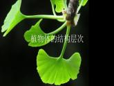 初中  生物  人教版（2024）  七年级上册  第一单元 生物和细胞  第三章第三节 植物体的结构层次 课件