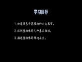 初中  生物  人教版（2024）  七年级上册  第一单元 生物和细胞  第三章第三节 植物体的结构层次 课件