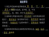 初中  生物  人教版（2024）  七年级上册  第一单元 生物和细胞  第三章第三节 植物体的结构层次 课件