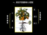 初中  生物  人教版（2024）  七年级上册  第一单元 生物和细胞  第三章第三节 植物体的结构层次 课件