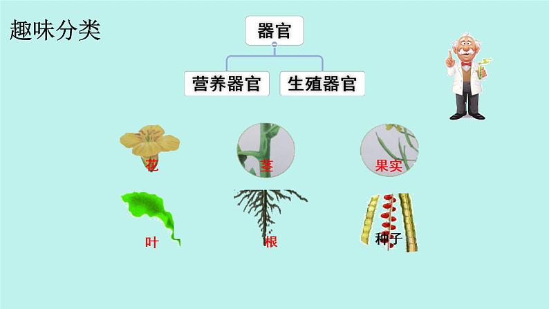 初中  生物  人教版（2024）  七年级上册  第一单元 生物和细胞  第三章第三节 植物体的结构层次 课件07