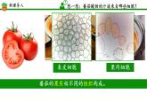 初中  生物  人教版（2024）  七年级上册  第一单元 生物和细胞  第三章第三节 植物体的结构层次 课件