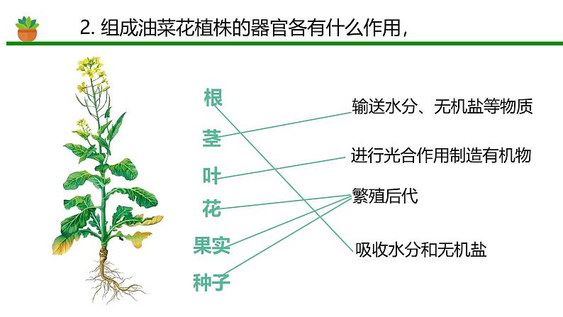 初中  生物  人教版（2024）  七年级上册  第一单元 生物和细胞  第三章第三节 植物体的结构层次 课件第8页