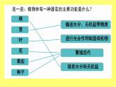 初中  生物  人教版（2024）  七年级上册  第一单元 生物和细胞  第三章第三节 植物体的结构层次 课件
