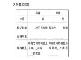 初中生物新北师大版七年级上册第3单元第4章第4节 运输作用作业课件2024秋