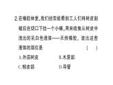 初中生物新北师大版七年级上册第3单元第4章第4节 运输作用作业课件2024秋