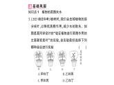 初中生物新北师大版七年级上册第3单元第4章第5节 蒸腾作用作业课件2024秋