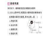 初中生物新北师大版七年级上册第3单元第4章第6节 植物在生物圈中的作用作业课件2024秋