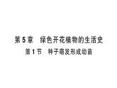 初中生物新北师大版七年级上册第3单元第5章第1节 种子萌发形成幼苗作业课件2024秋