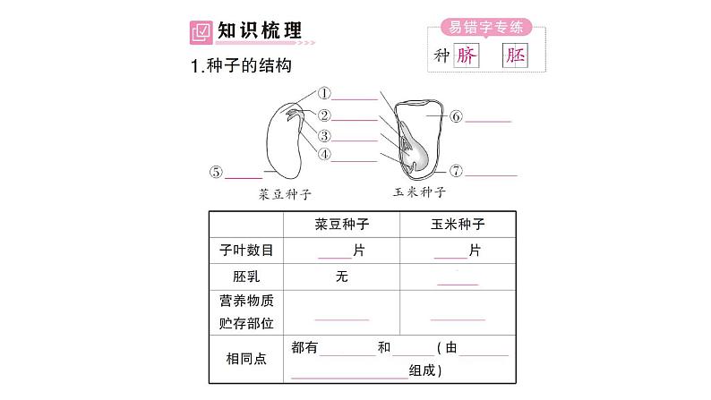 初中生物新北师大版七年级上册第3单元第5章第1节 种子萌发形成幼苗作业课件2024秋第2页