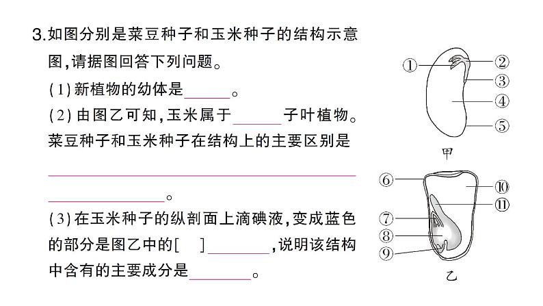 初中生物新北师大版七年级上册第3单元第5章第1节 种子萌发形成幼苗作业课件2024秋第7页