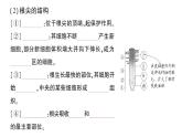 初中生物新北师大版七年级上册第3单元第5章第2节 营养器官的生长作业课件2024秋