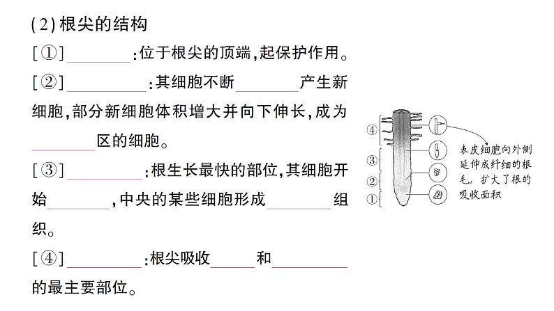 初中生物新北师大版七年级上册第3单元第5章第2节 营养器官的生长作业课件2024秋第3页