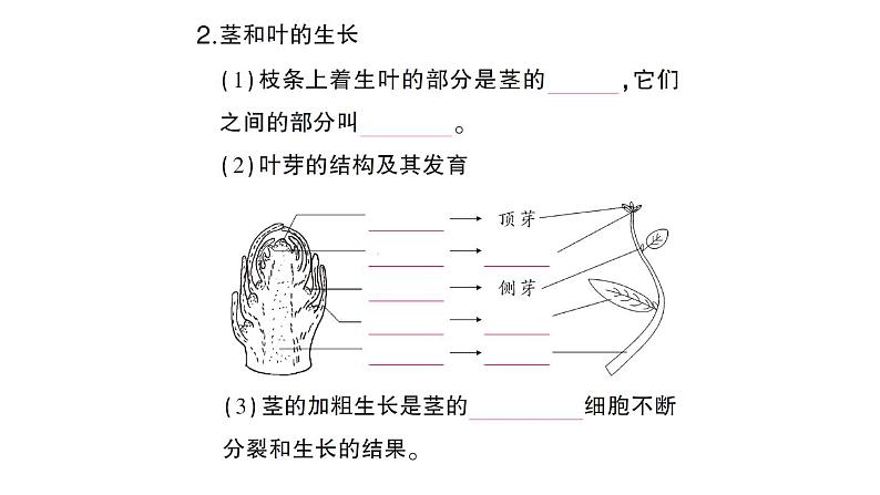 初中生物新北师大版七年级上册第3单元第5章第2节 营养器官的生长作业课件2024秋第4页