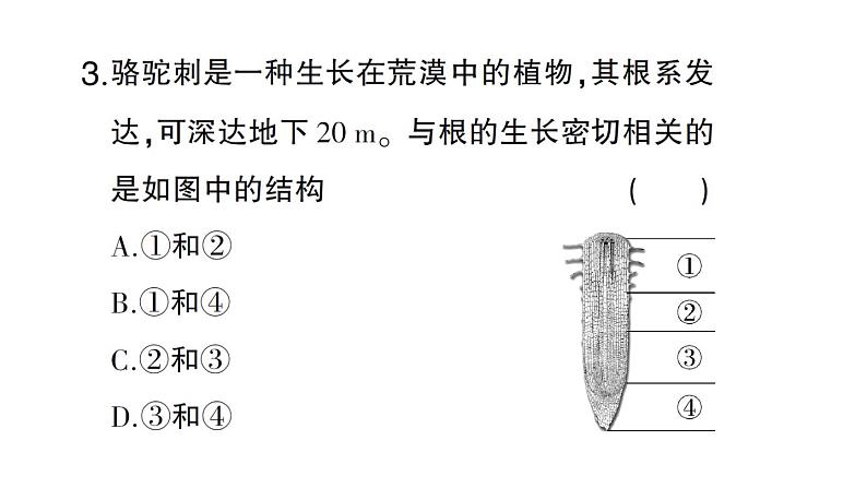初中生物新北师大版七年级上册第3单元第5章第2节 营养器官的生长作业课件2024秋第7页