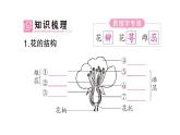 初中生物新北师大版七年级上册第3单元第5章第3节 生殖器官的生长作业课件2024秋