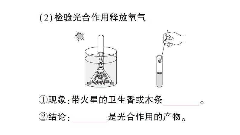 初中生物新北师大版七年级上册第3单元第4章第1节第1课时 光合作用的探索作业课件2024秋04