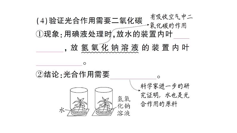 初中生物新北师大版七年级上册第3单元第4章第1节第1课时 光合作用的探索作业课件2024秋06