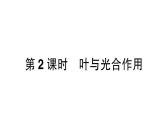 初中生物新北师大版七年级上册第3单元第4章第1节第2课时 叶与光合作用作业课件2024秋