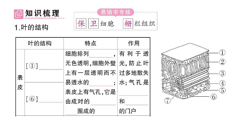 初中生物新北师大版七年级上册第3单元第4章第1节第2课时 叶与光合作用作业课件2024秋02