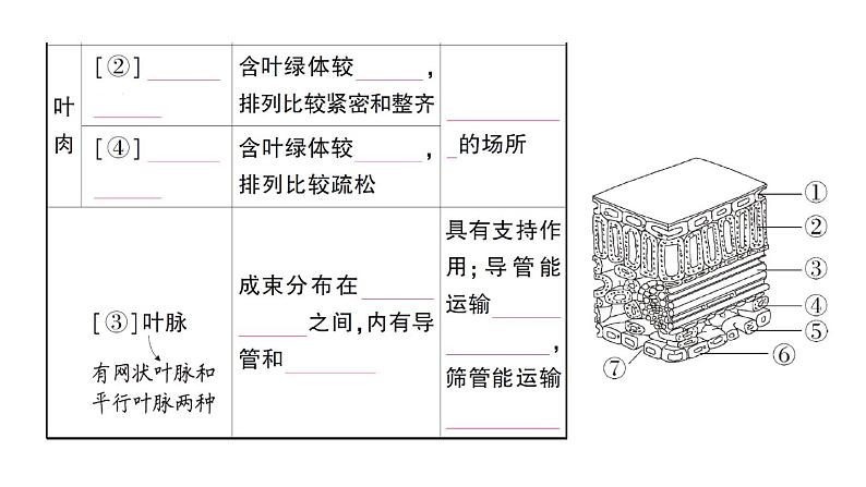 初中生物新北师大版七年级上册第3单元第4章第1节第2课时 叶与光合作用作业课件2024秋03