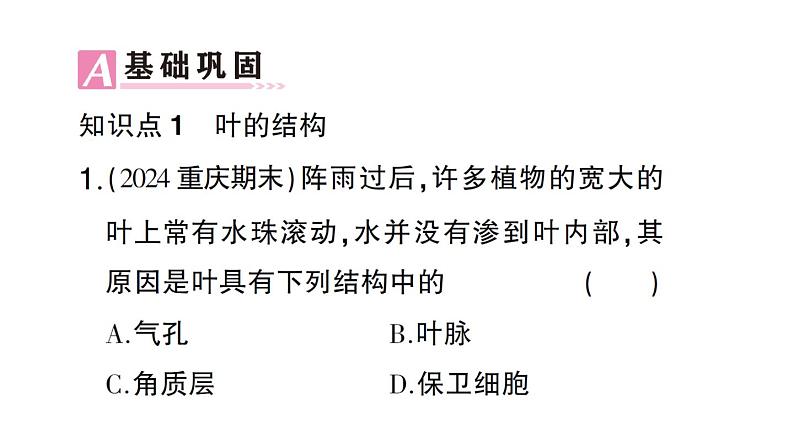 初中生物新北师大版七年级上册第3单元第4章第1节第2课时 叶与光合作用作业课件2024秋06