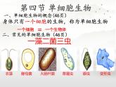 初中  生物  人教版（2024）  七年级上册  第一单元 生物和细胞  第三章第四节 单细胞生物 课件