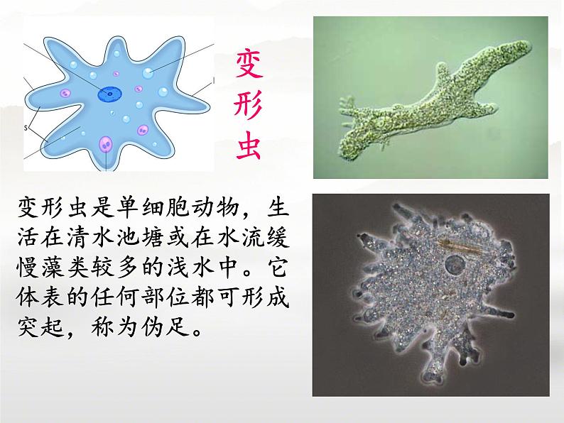 初中  生物  人教版（2024）  七年级上册  第一单元 生物和细胞  第三章第四节 单细胞生物 课件第7页