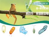 初中  生物  人教版（2024）  七年级上册  第一单元 生物和细胞  第三章第四节 单细胞生物 课件