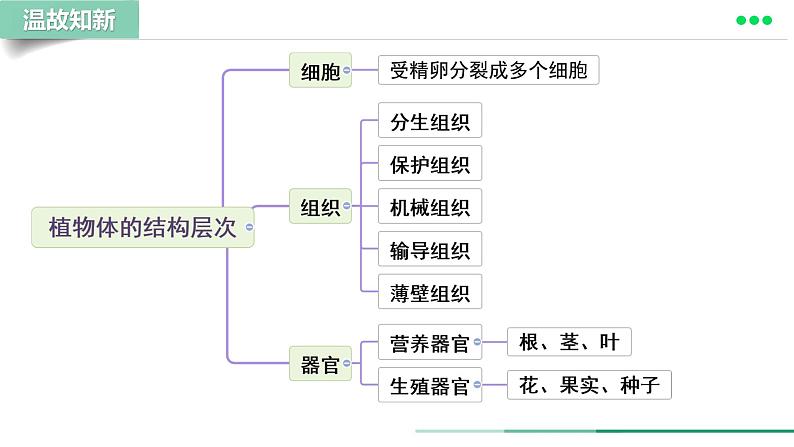 初中  生物  人教版（2024）  七年级上册  第一单元 生物和细胞  第三章第四节 单细胞生物 课件02