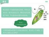 初中  生物  人教版（2024）  七年级上册  第一单元 生物和细胞  第三章第四节 单细胞生物 课件