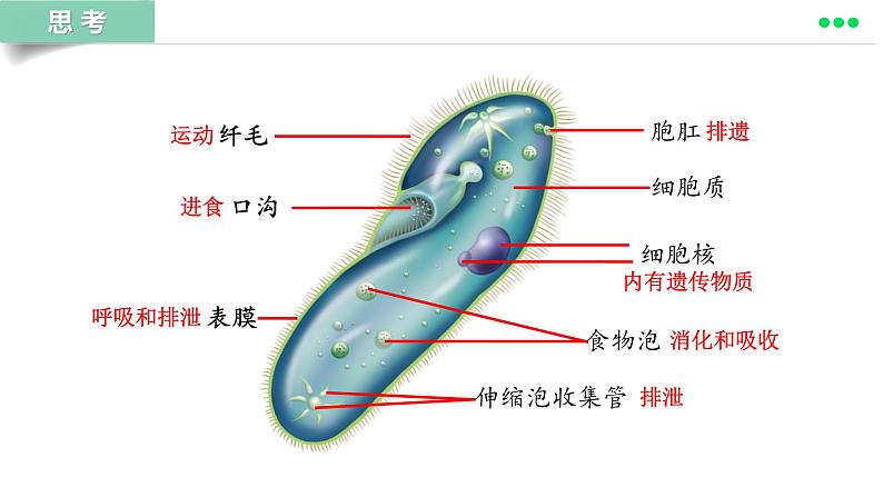 初中  生物  人教版（2024）  七年级上册  第一单元 生物和细胞  第三章第四节 单细胞生物 课件08