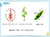 初中  生物  人教版（2024）  七年级上册  第一单元 生物和细胞  第三章第四节 单细胞生物 课件