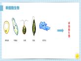 初中  生物  人教版（2024）  七年级上册  第一单元 生物和细胞  第三章第四节 单细胞生物 课件