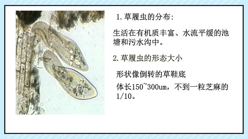 初中  生物  人教版（2024）  七年级上册  第一单元 生物和细胞  第三章第四节 单细胞生物 课件第4页