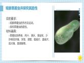 初中  生物  人教版（2024）  七年级上册  第一单元 生物和细胞  第三章第四节 单细胞生物 课件
