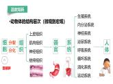 初中  生物  人教版（2024）  七年级上册  第一单元 生物和细胞  第三章第四节 单细胞生物 课件