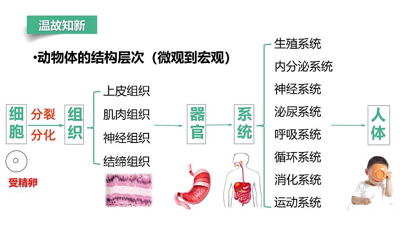 初中  生物  人教版（2024）  七年级上册  第一单元 生物和细胞  第三章第四节 单细胞生物 课件第3页