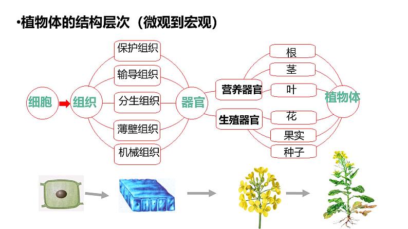 初中  生物  人教版（2024）  七年级上册  第一单元 生物和细胞  第三章第四节 单细胞生物 课件第4页