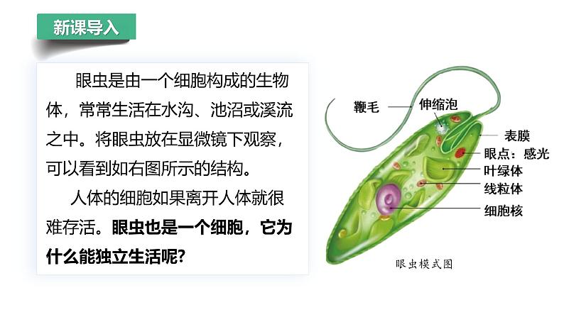 初中  生物  人教版（2024）  七年级上册  第一单元 生物和细胞  第三章第四节 单细胞生物 课件第5页