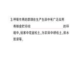 初中生物新北师大版七年级上册第3单元第4章第2节 呼吸作用作业课件2024秋