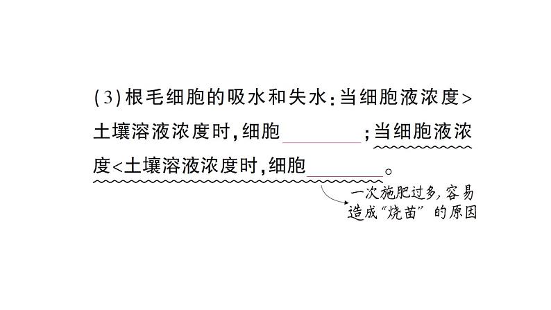 初中生物新北师大版七年级上册第3单元第4章第3节 吸收作用作业课件2024秋第3页