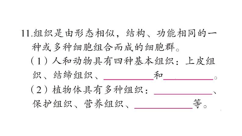 初中生物新北师大版七年级上册期末大单元整合一 探索生命奥秘、生物体的结构作业课件2024秋第8页