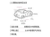 初中生物新北师大版七年级上册第2单元第2章第2节 细胞是生命活动的单位作业课件2024秋
