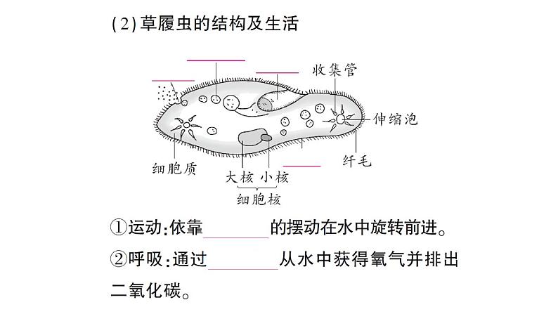 初中生物新北师大版七年级上册第2单元第2章第2节 细胞是生命活动的单位作业课件2024秋第3页