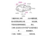 初中生物新北师大版七年级上册第2单元第2章第2节 细胞是生命活动的单位作业课件2024秋