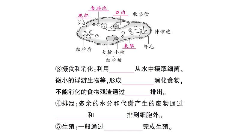 初中生物新北师大版七年级上册第2单元第2章第2节 细胞是生命活动的单位作业课件2024秋第4页