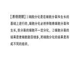 初中生物新北师大版七年级上册第2单元第3章第2节 细胞分化形成组织作业课件2024秋
